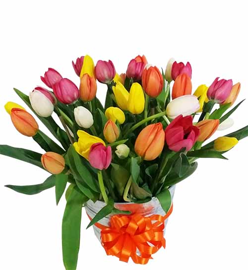 40 tulipanes en cubeta metalica