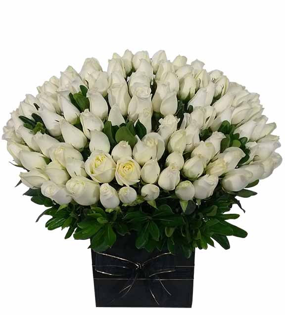 arreglo de condolencias con 100 rosas blancas en caja negra 20x20 y moño negro