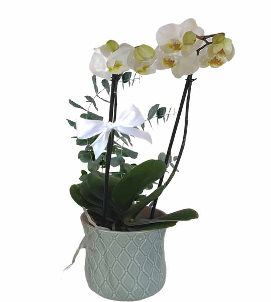 orquidea blanca en basede ceramica