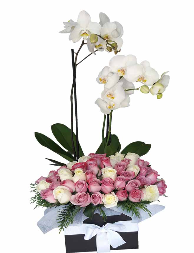 orquidea con 50 rosas en caja de madera negra