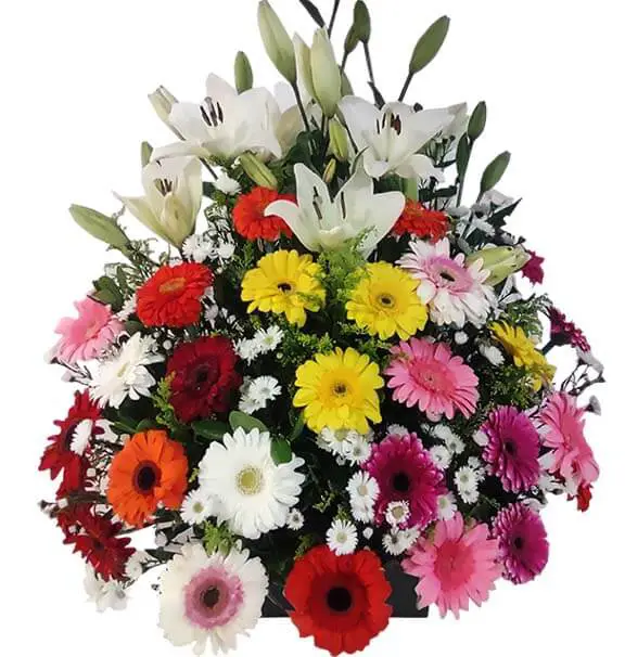 arreglo con gerberas y lilis Florería en Veracruz y Boca del Río: ¡Envío a domicilio! Encuentra las mejores flores y arreglos florales para cualquier ocasión
